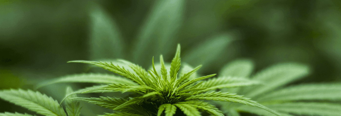 Nahaufnahme einer Cannabis-Pflanze mit grünen Blättern
